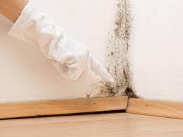 Reliable La Grange, KY Mold Removal Solutions